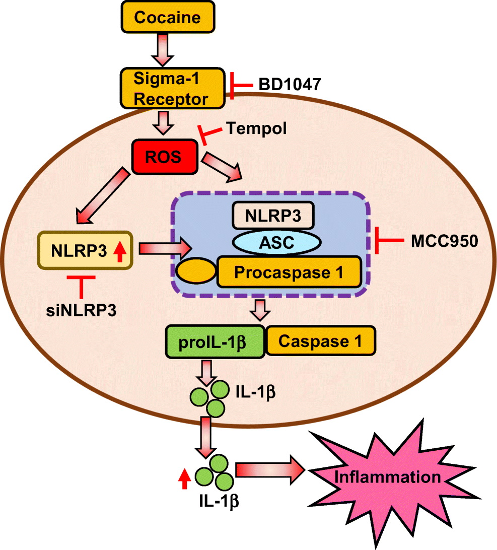 Placeholder: Cocaine inflammation pathway