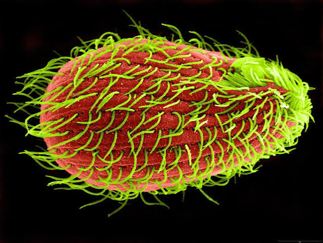 Placeholder: T. thermophila cell skeleton